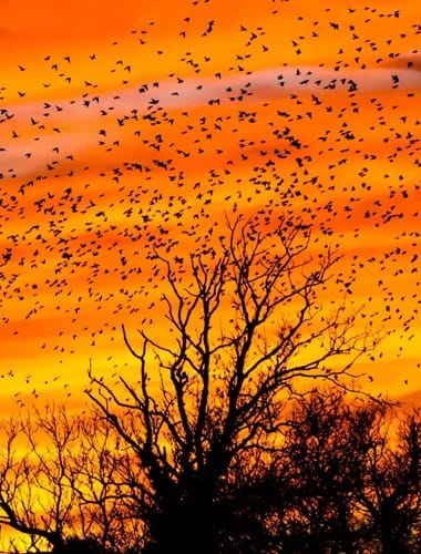Thirteen Ways to Look at Birds image