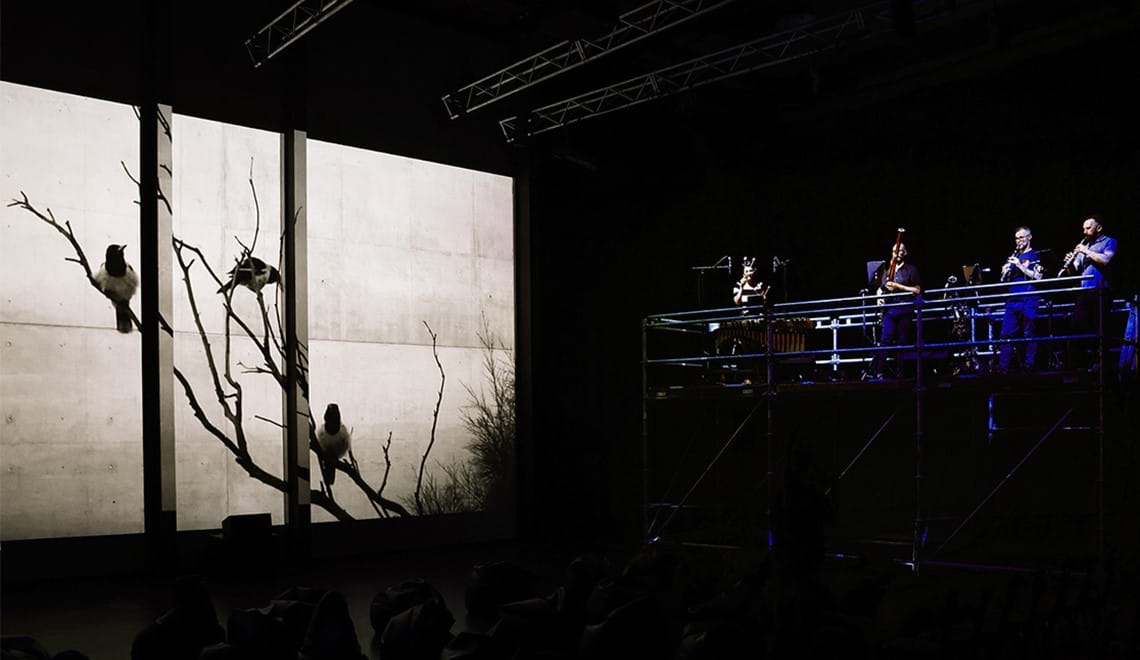 On the left is a screen showing footage of black and white birds (pied butcherbirds) and on the right are musicians playing on a raised platform/