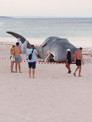 Whale image