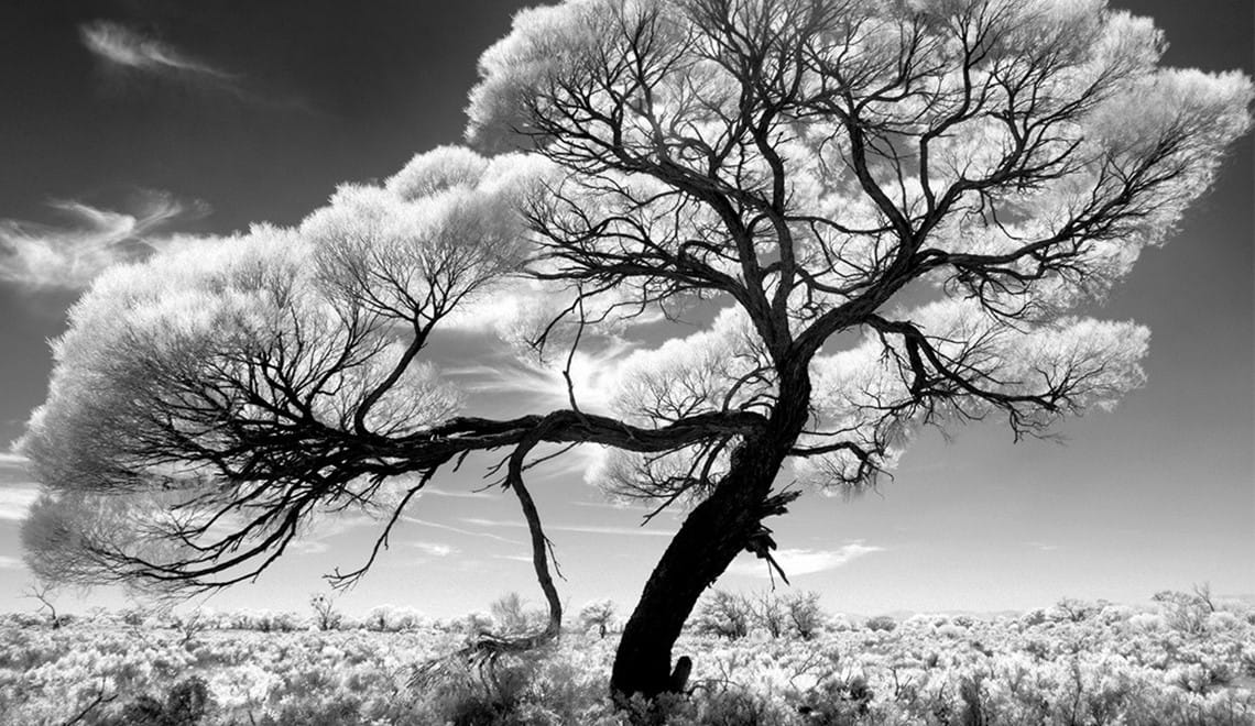 A black and white photo of a tree